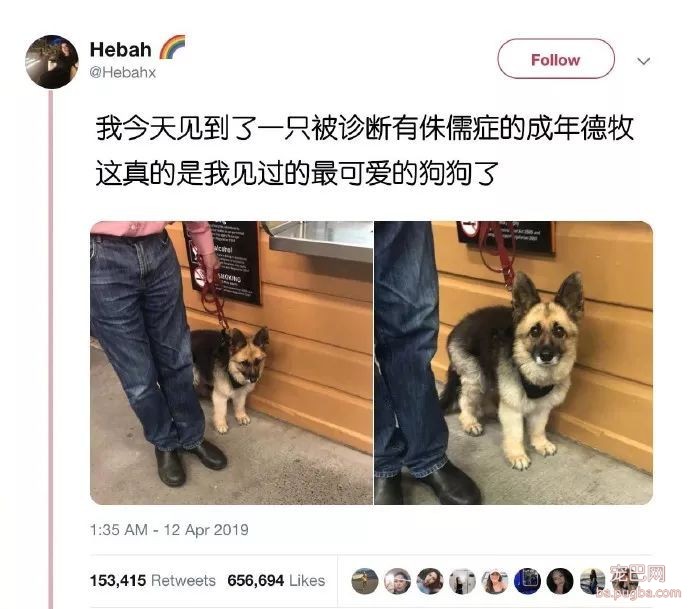 在医院看到了一只害怕打针的侏儒德牧，这小模样超可爱的！-1.jpeg