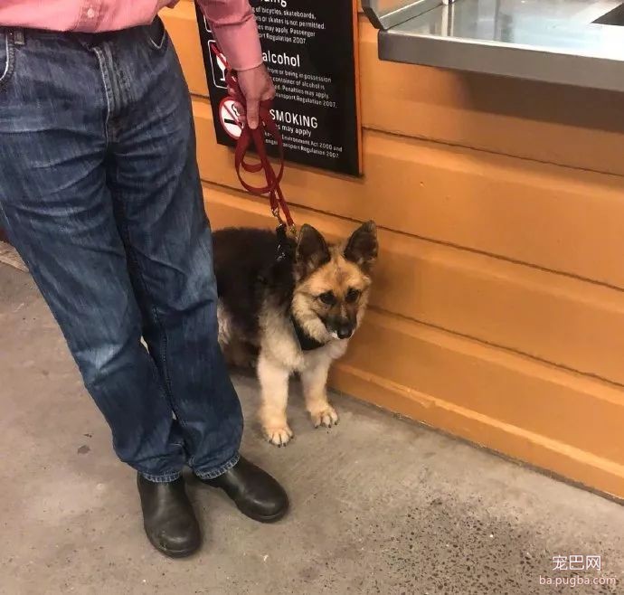 在医院看到了一只害怕打针的侏儒德牧，这小模样超可爱的！-2.jpeg