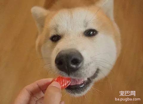 过年时有些东西别给狗狗吃-2.jpeg