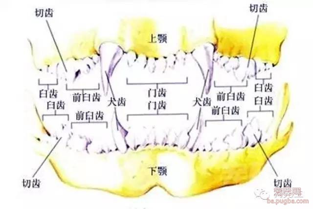怎么一眼能看出狗狗的年龄？-2.jpeg
