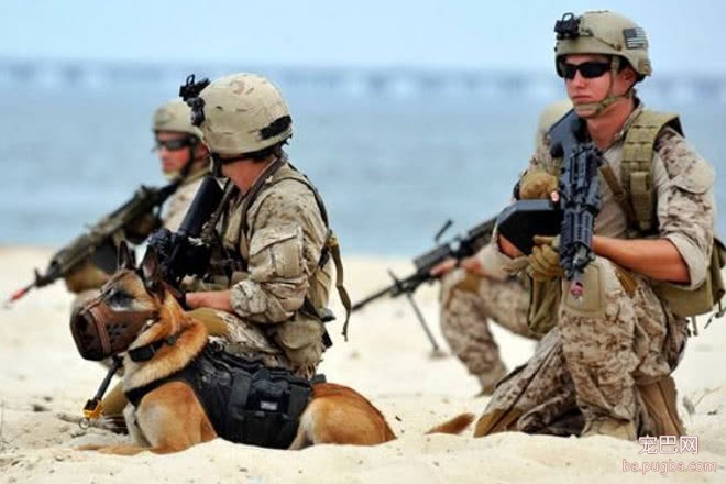 各国军犬退役后的归宿，美国的让人心寒，网友：还是我国的归宿好-2.jpeg