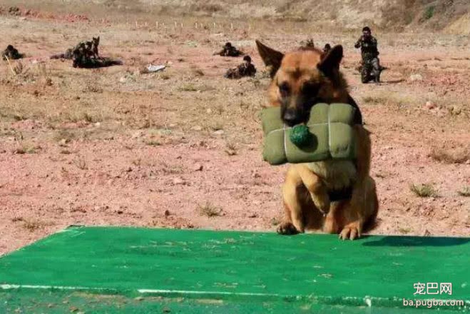 各国军犬退役后的归宿，美国的让人心寒，网友：还是我国的归宿好-3.jpeg
