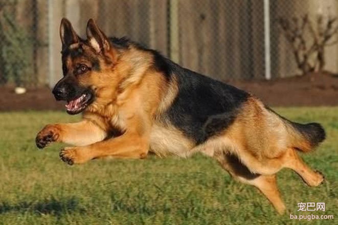 各国军犬退役后的归宿，美国的让人心寒，网友：还是我国的归宿好-5.jpeg