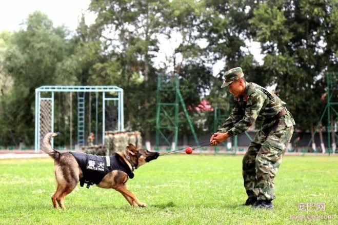 各国军犬退役后的归宿，美国的让人心寒，网友：还是我国的归宿好-4.jpeg