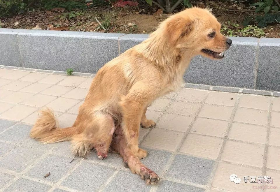 流浪狗妈妈腿被压断，小奶狗舔着伤口安慰妈妈：妈妈不疼……-3.jpeg