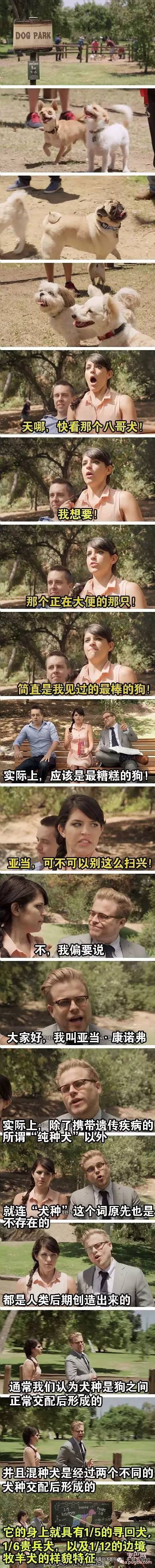 其实不管它们纯不纯种，都值得我们去爱-1.jpeg