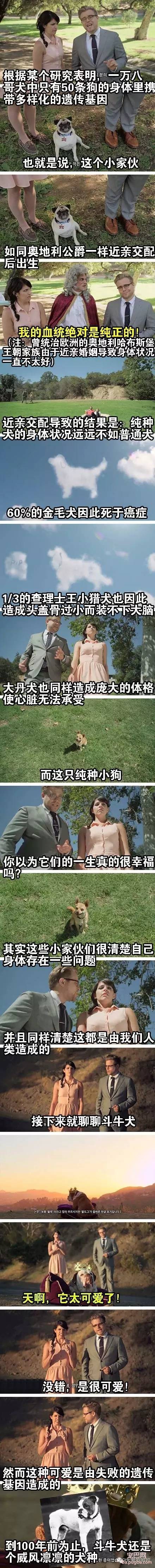 其实不管它们纯不纯种，都值得我们去爱-3.jpeg