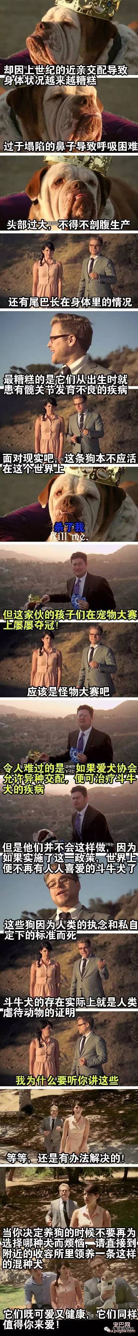 其实不管它们纯不纯种，都值得我们去爱-4.jpeg