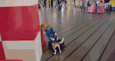 荷兰皇家航空最萌员工，没想到竟是它-2.gif