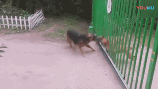 狗狗社会化训练到底有多重要？如何给它们做训练？-4.gif