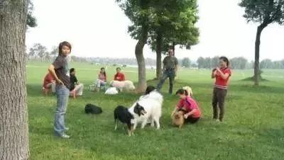 狗狗社会化训练到底有多重要？如何给它们做训练？-11.jpeg