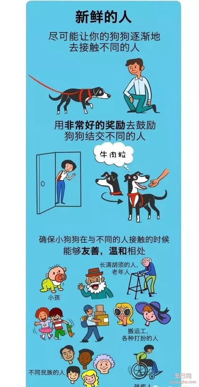 狗狗社会化训练到底有多重要？如何给它们做训练？-12.jpeg