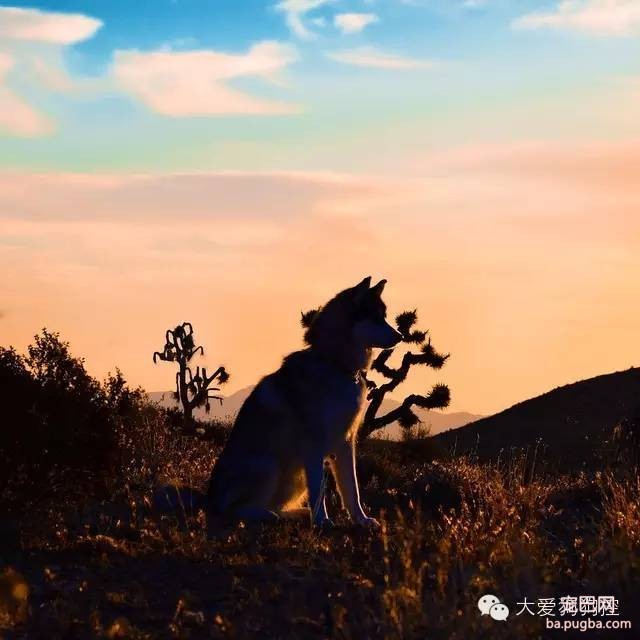 这么帅的哈士奇，你见过吗？-23.jpeg