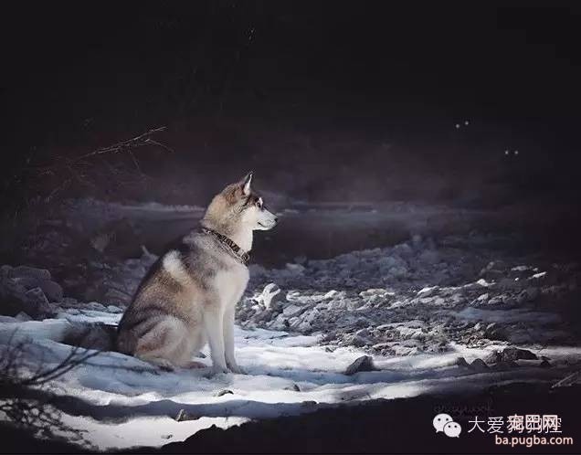 这么帅的哈士奇，你见过吗？-26.jpeg