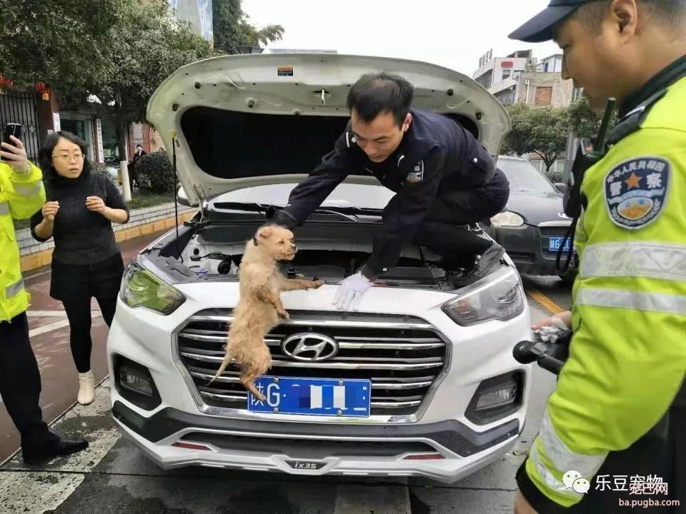 爱狗正能量，流浪狗被困引擎盖，警察爬车救狗！好暖心警察！-1.jpeg