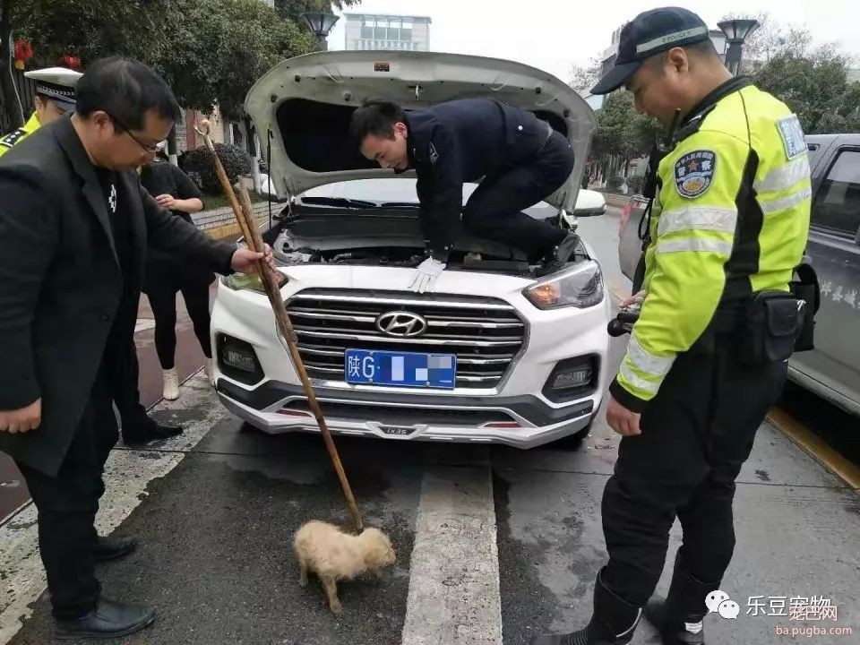 爱狗正能量，流浪狗被困引擎盖，警察爬车救狗！好暖心警察！-2.jpeg