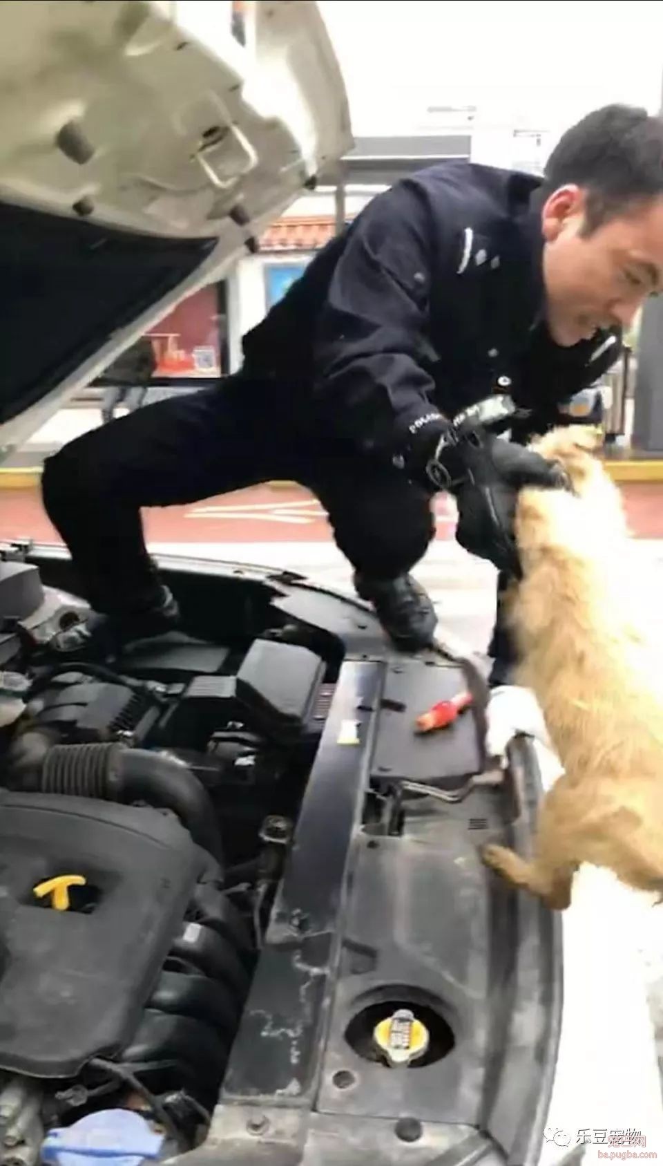 爱狗正能量，流浪狗被困引擎盖，警察爬车救狗！好暖心警察！-4.jpeg