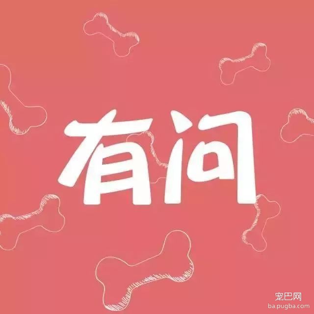 错怪柴犬了，身为日本国宝犬可是很懂事的-1.jpeg