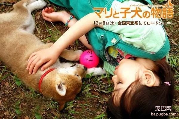 错怪柴犬了，身为日本国宝犬可是很懂事的-3.jpeg