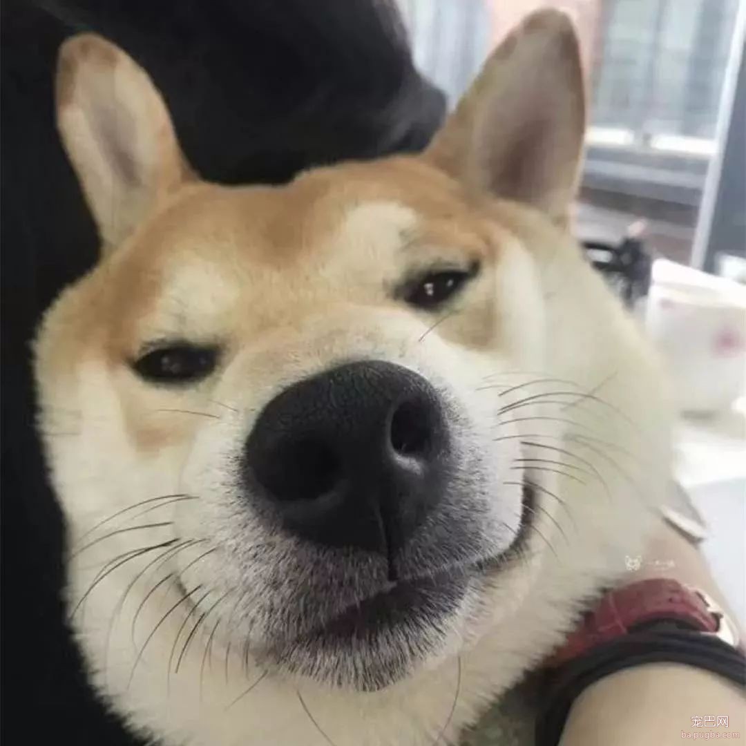 错怪柴犬了，身为日本国宝犬可是很懂事的-5.jpeg