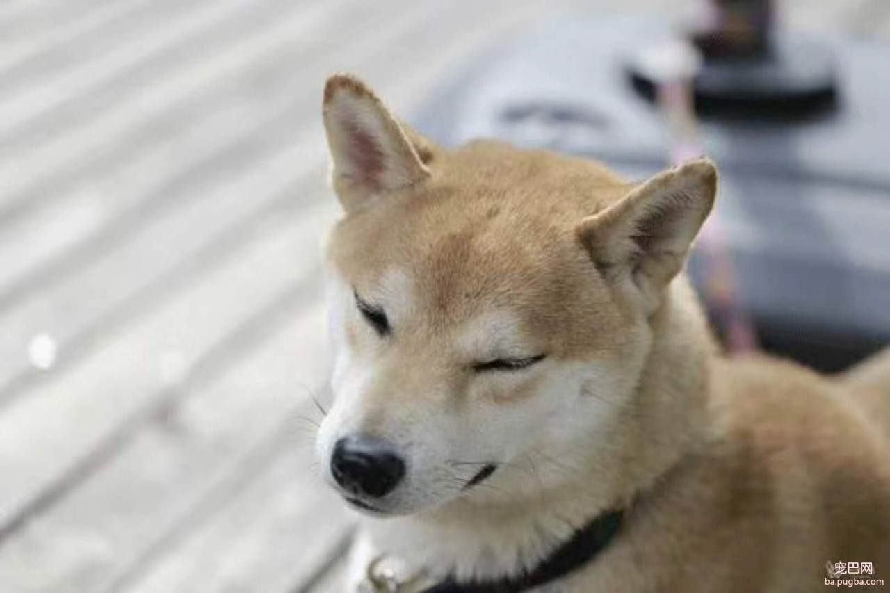 错怪柴犬了，身为日本国宝犬可是很懂事的-4.jpeg