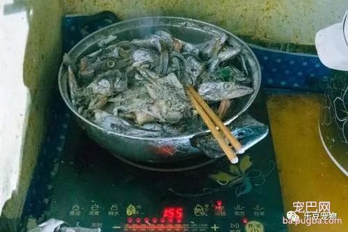 大姐每天喂养流浪猫，到饭点屋顶全是猫，像是大聚会一样！-1.jpeg