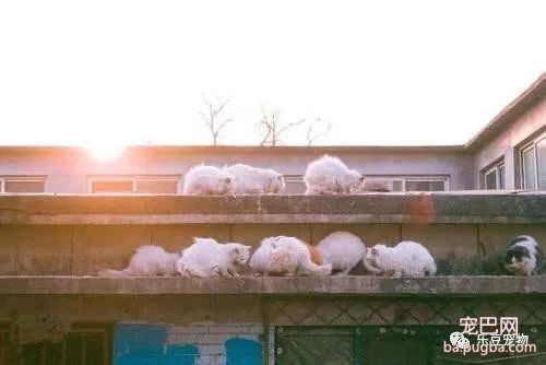 大姐每天喂养流浪猫，到饭点屋顶全是猫，像是大聚会一样！-4.jpeg