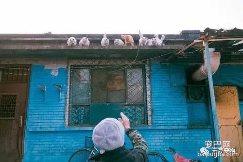 大姐每天喂养流浪猫，到饭点屋顶全是猫，像是大聚会一样！-3.jpeg