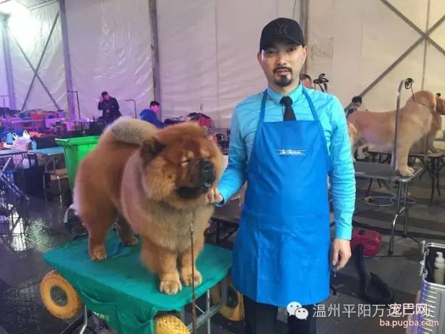 狗狗界的“维密大秀” 现场比赛靓照来了-4.jpeg