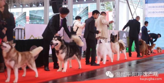 狗狗界的“维密大秀” 现场比赛靓照来了-1.jpeg