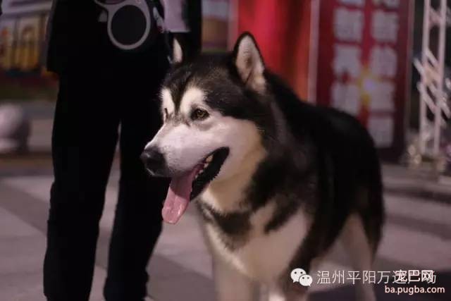 狗狗界的“维密大秀” 现场比赛靓照来了-7.jpeg