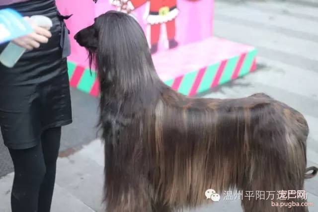 狗狗界的“维密大秀” 现场比赛靓照来了-8.jpeg