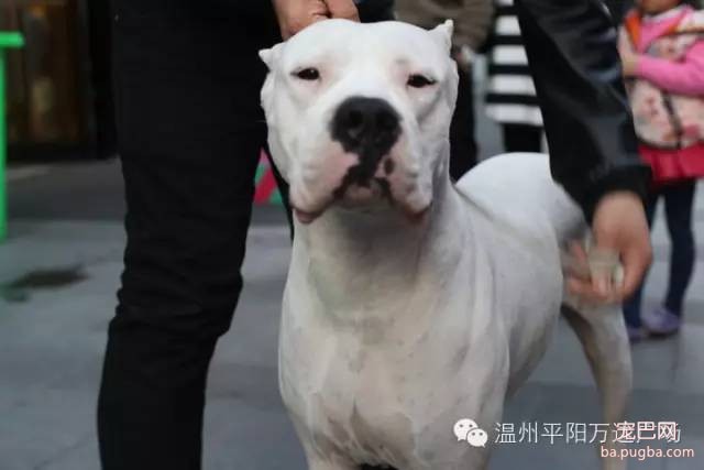 狗狗界的“维密大秀” 现场比赛靓照来了-6.jpeg