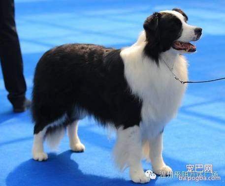 狗狗界的“维密大秀” 现场比赛靓照来了-5.jpeg