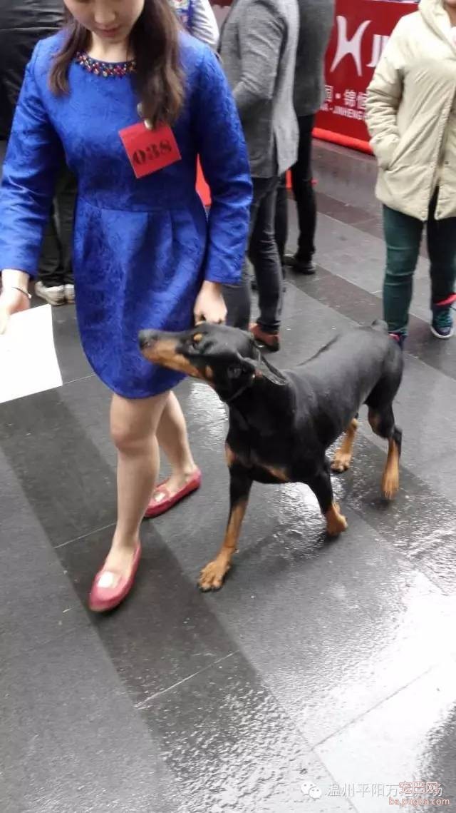 狗狗界的“维密大秀” 现场比赛靓照来了-12.jpeg