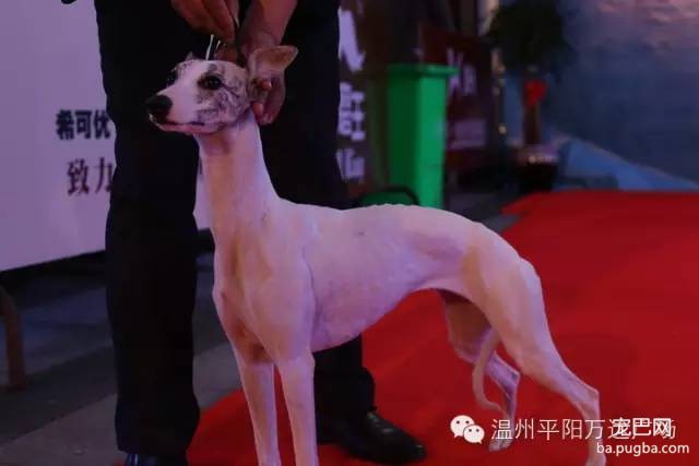 狗狗界的“维密大秀” 现场比赛靓照来了-9.jpeg