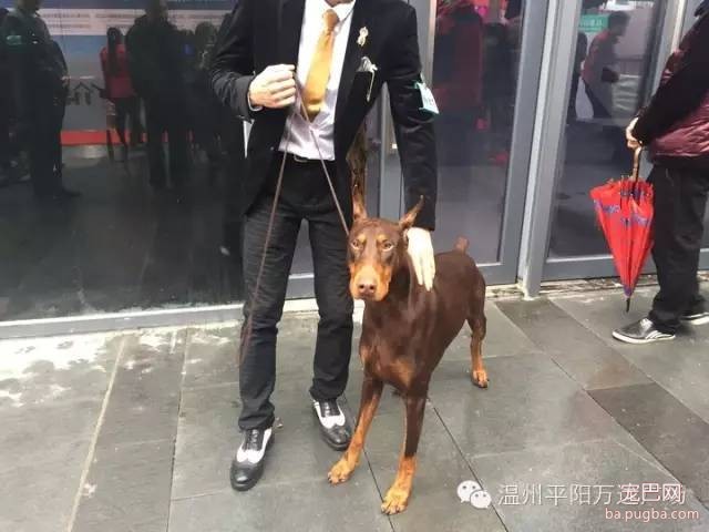 狗狗界的“维密大秀” 现场比赛靓照来了-16.jpeg