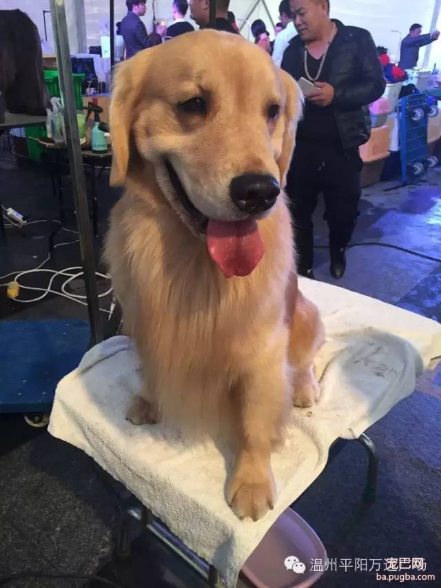 狗狗界的“维密大秀” 现场比赛靓照来了-17.jpeg