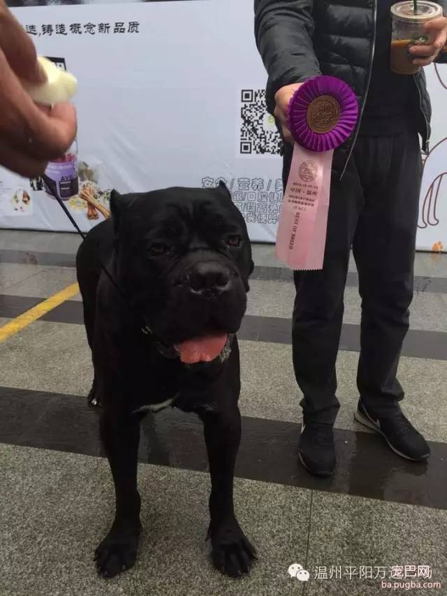 狗狗界的“维密大秀” 现场比赛靓照来了-13.jpeg