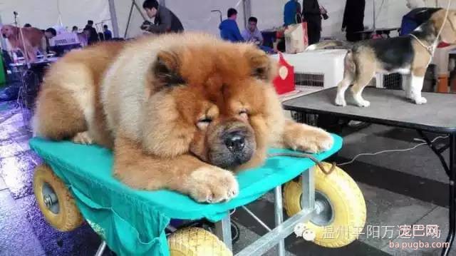 狗狗界的“维密大秀” 现场比赛靓照来了-14.jpeg