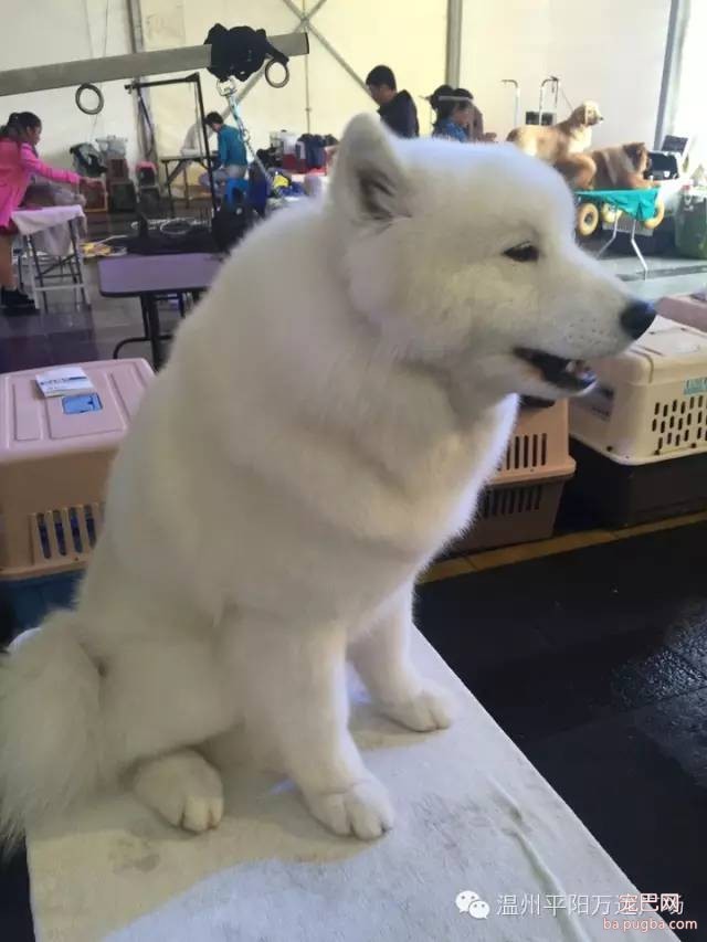 狗狗界的“维密大秀” 现场比赛靓照来了-18.jpeg