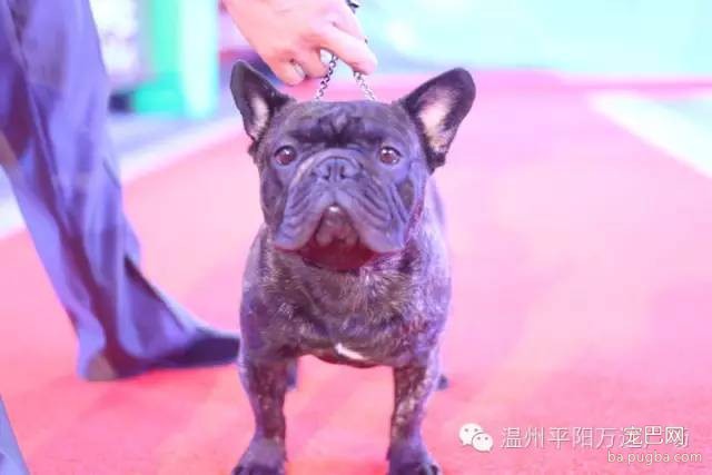 狗狗界的“维密大秀” 现场比赛靓照来了-21.jpeg