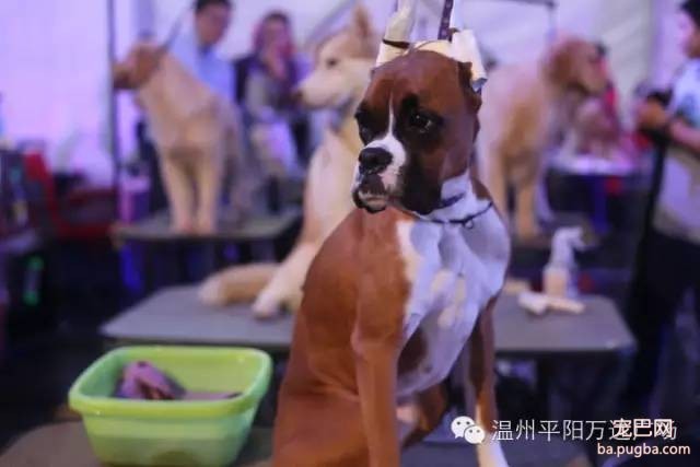 狗狗界的“维密大秀” 现场比赛靓照来了-19.jpeg