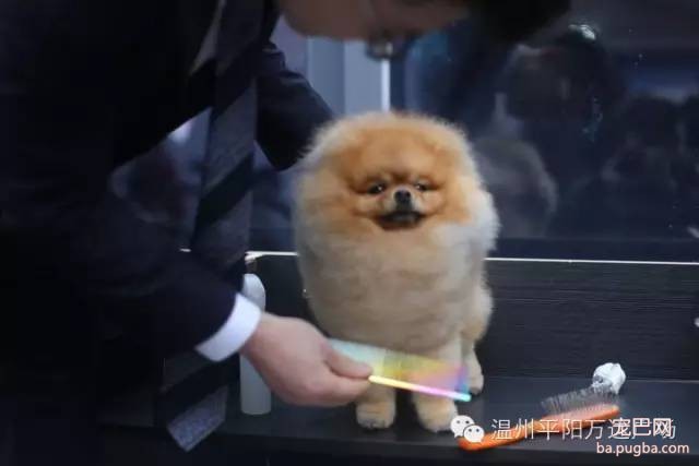 狗狗界的“维密大秀” 现场比赛靓照来了-20.jpeg