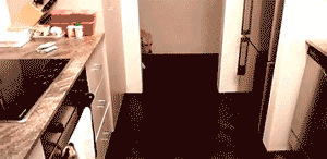 养狗和养猫的区别，我才是家里的主人-1.gif
