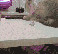 养狗和养猫的区别，我才是家里的主人-2.gif
