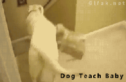 养狗和养猫的区别，我才是家里的主人-3.gif