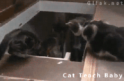 养狗和养猫的区别，我才是家里的主人-4.gif