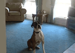 养狗和养猫的区别，我才是家里的主人-5.gif