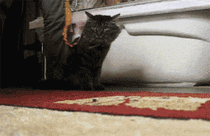 养狗和养猫的区别，我才是家里的主人-6.gif